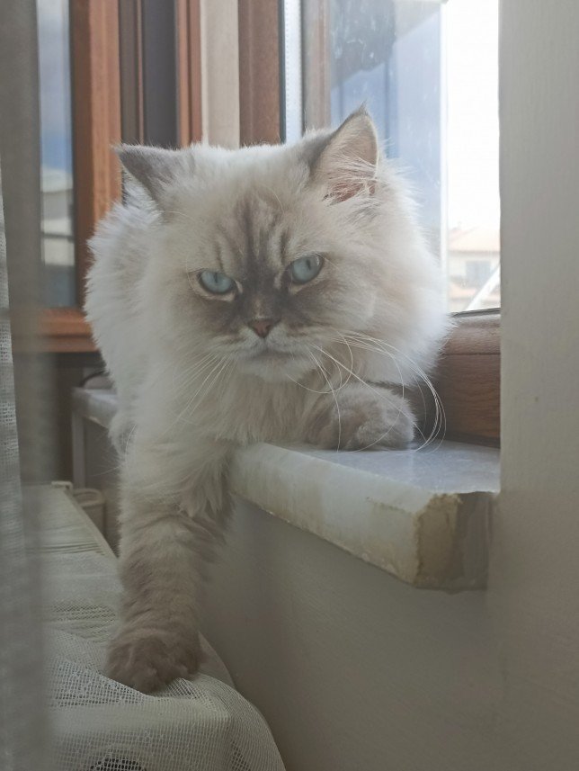 Esra Aktepe Ülgezen