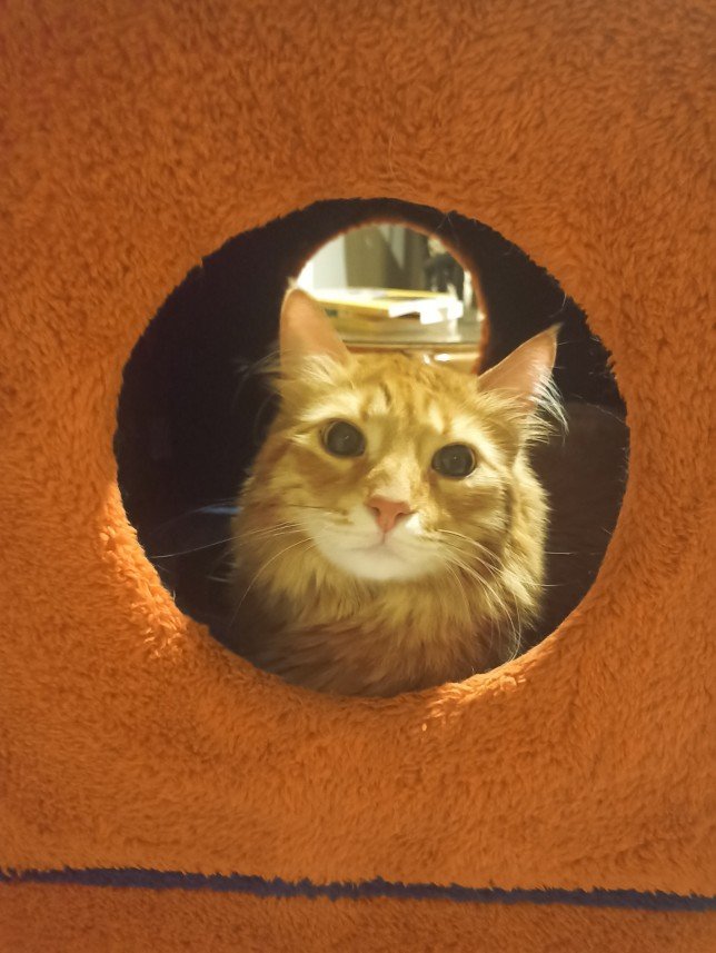 Esra Aktepe Ülgezen