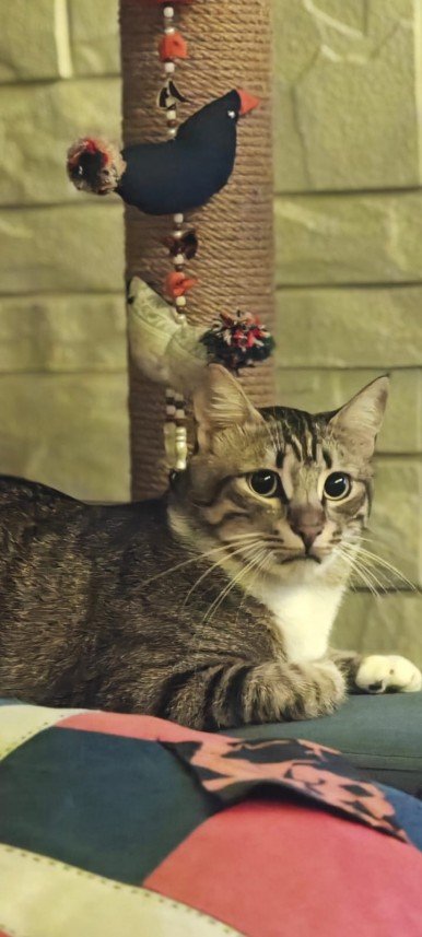 Esra Aktepe Ülgezen