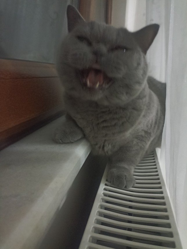 Esra Aktepe Ülgezen