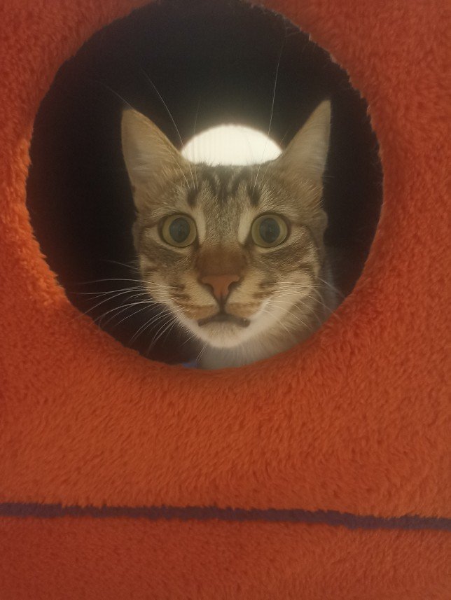 Esra Aktepe Ülgezen