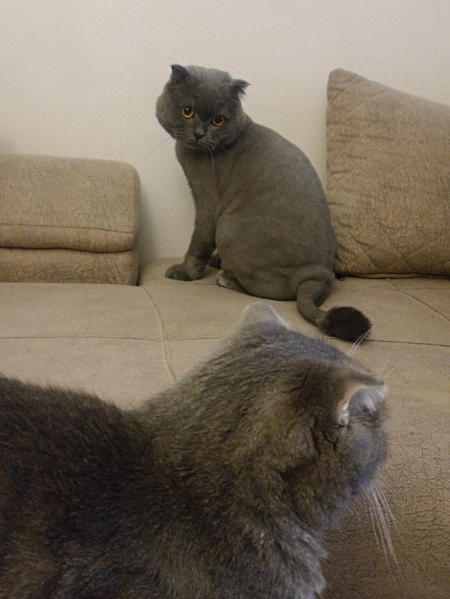 Esra Aktepe Ülgezen