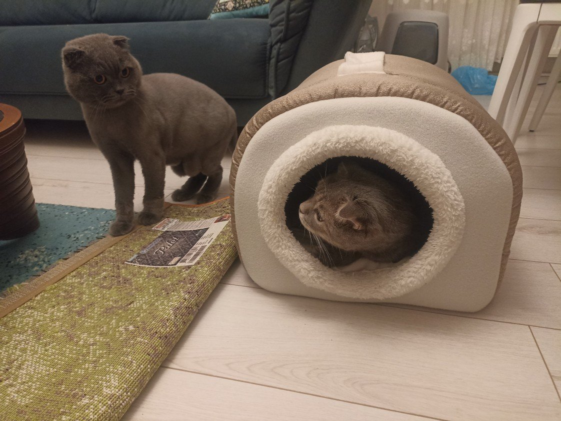 Esra Aktepe Ülgezen