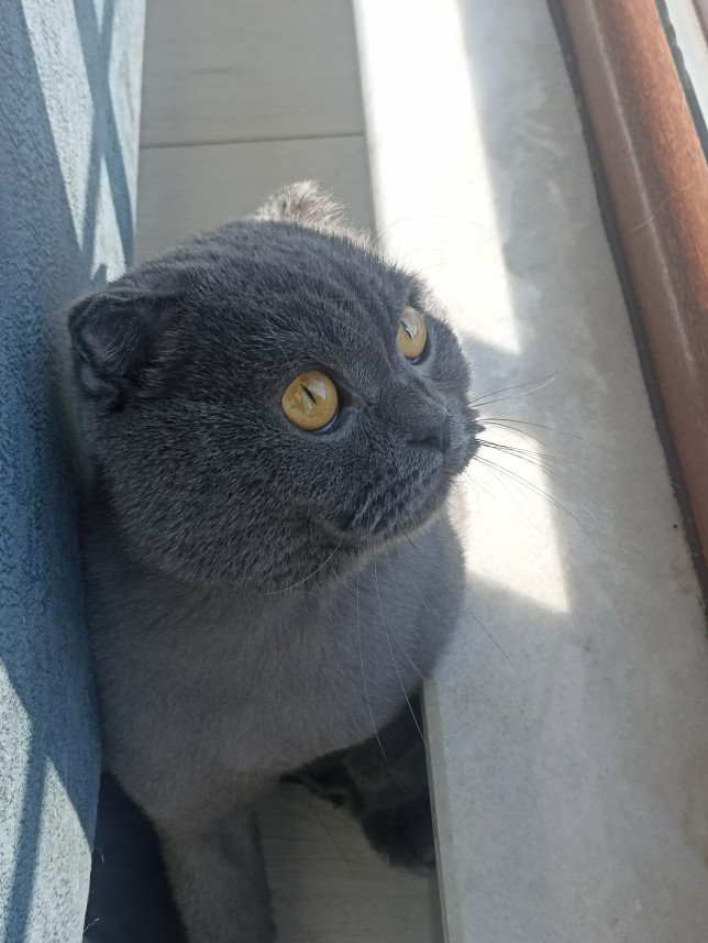 Esra Aktepe Ülgezen