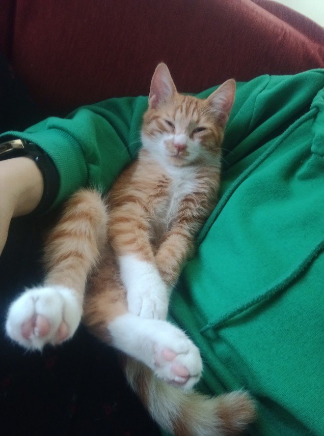 Esra Aktepe Ülgezen