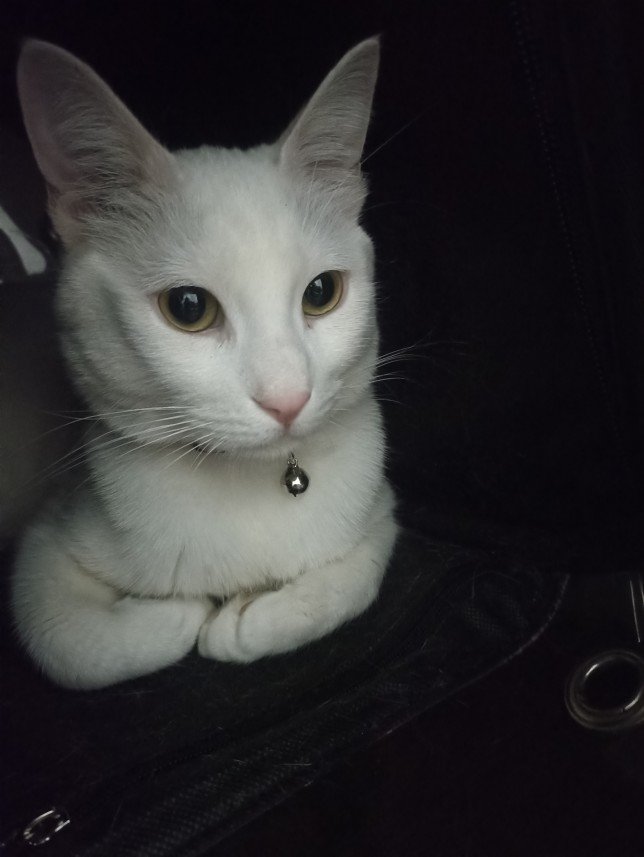 Esra Aktepe Ülgezen