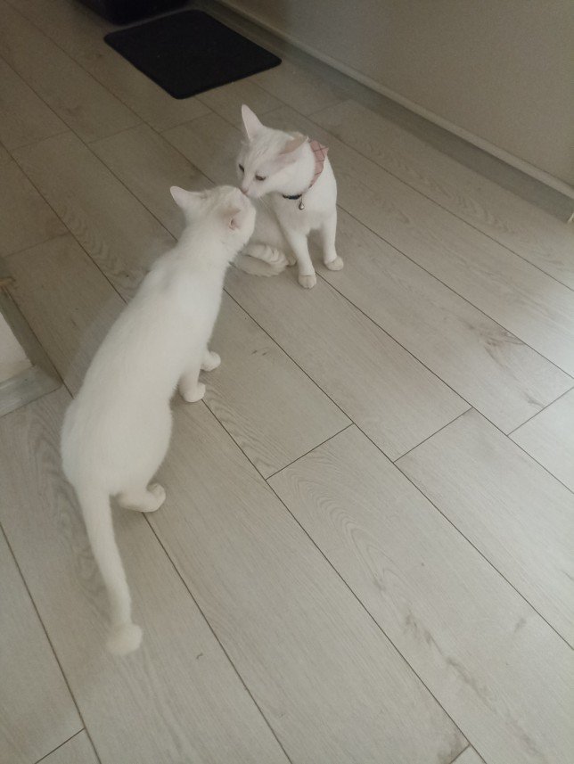 Esra Aktepe Ülgezen