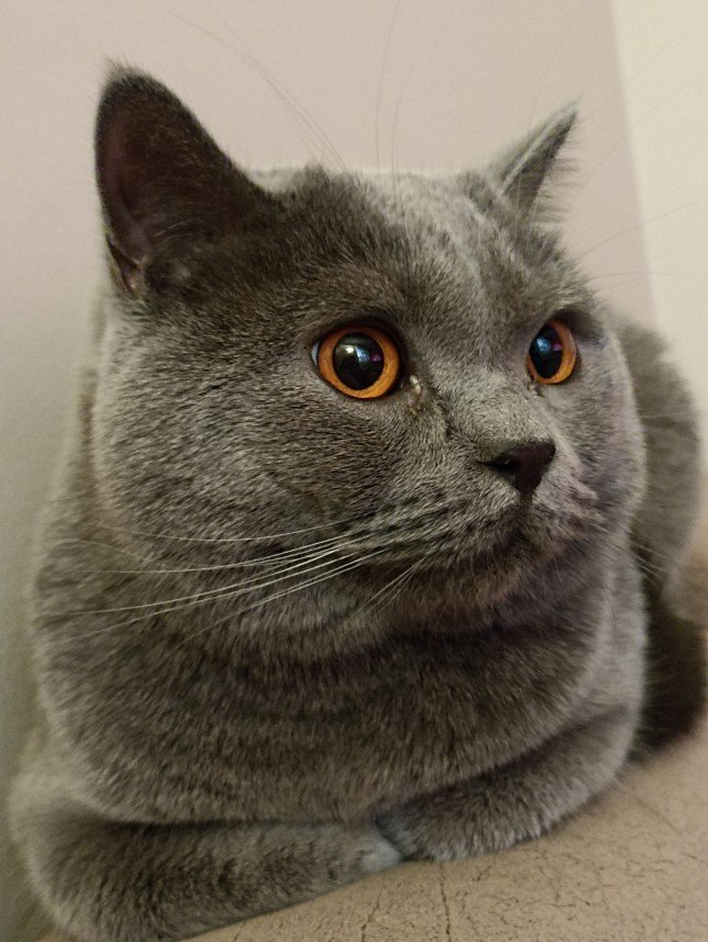 Esra Aktepe Ülgezen