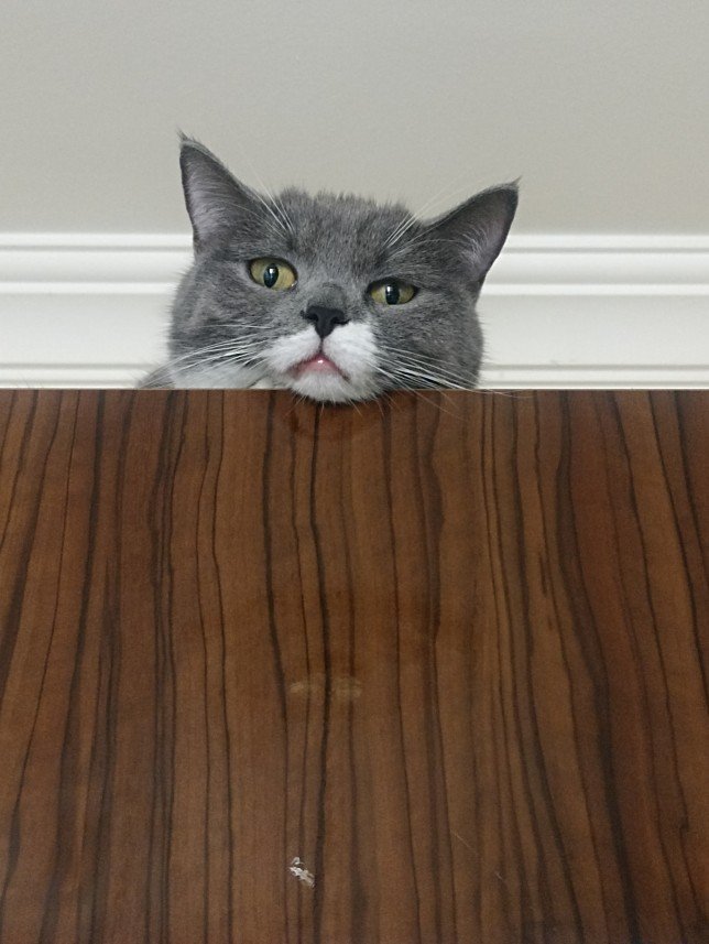 Esra Aktepe Ülgezen