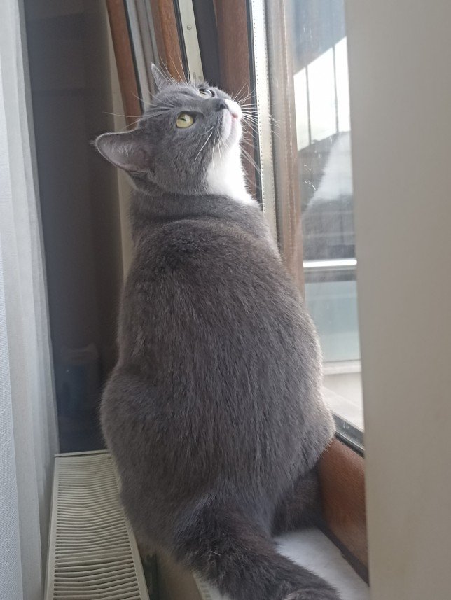 Esra Aktepe Ülgezen