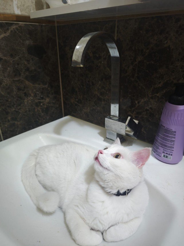 Esra Aktepe Ülgezen