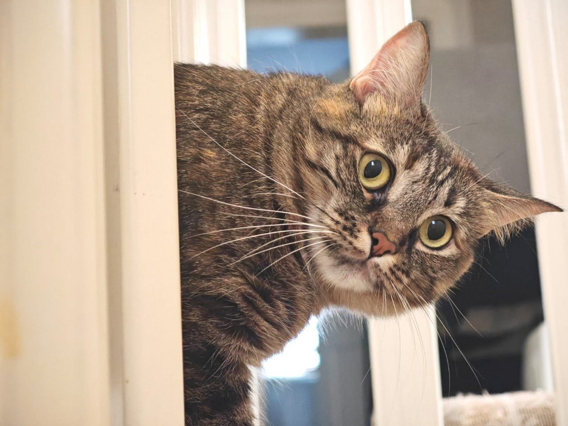 Esra Aktepe Ülgezen