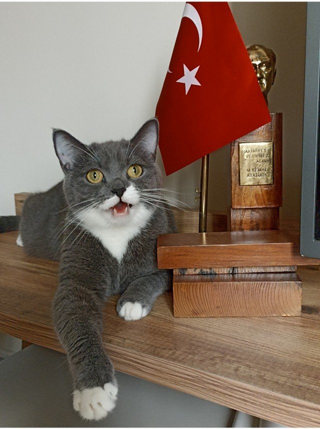 Esra Aktepe Ülgezen