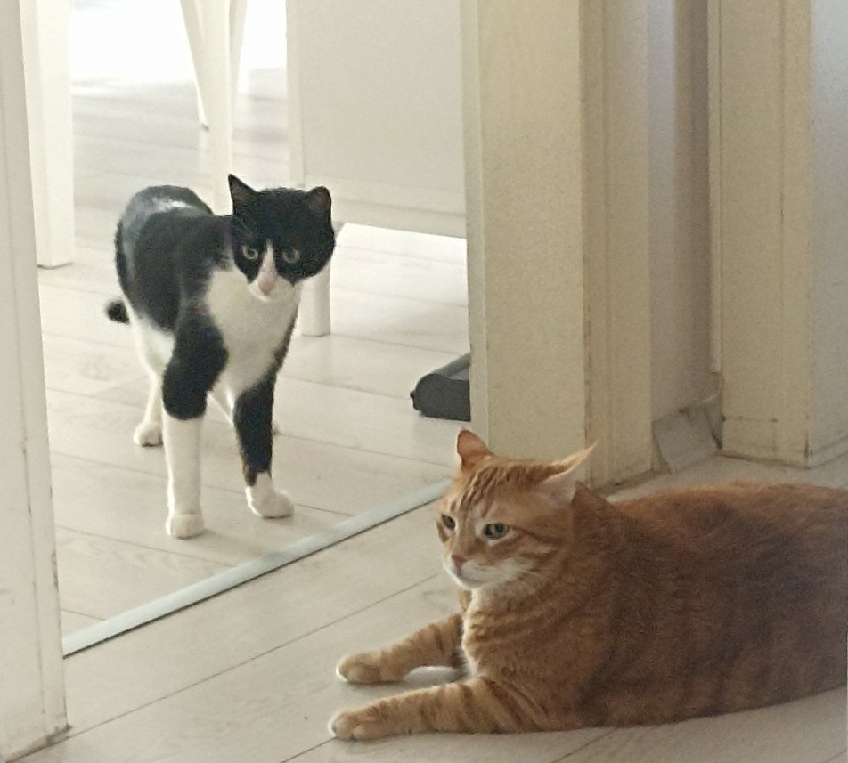 Esra Aktepe Ülgezen