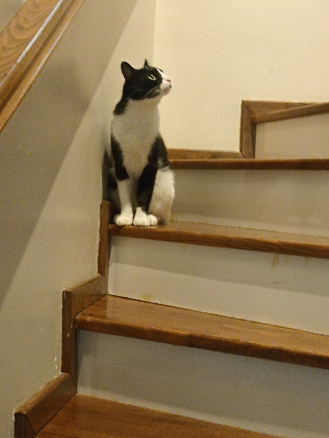 Esra Aktepe Ülgezen