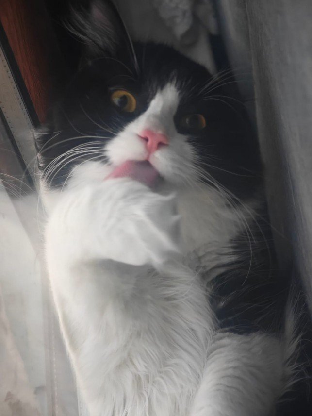 Esra Aktepe Ülgezen