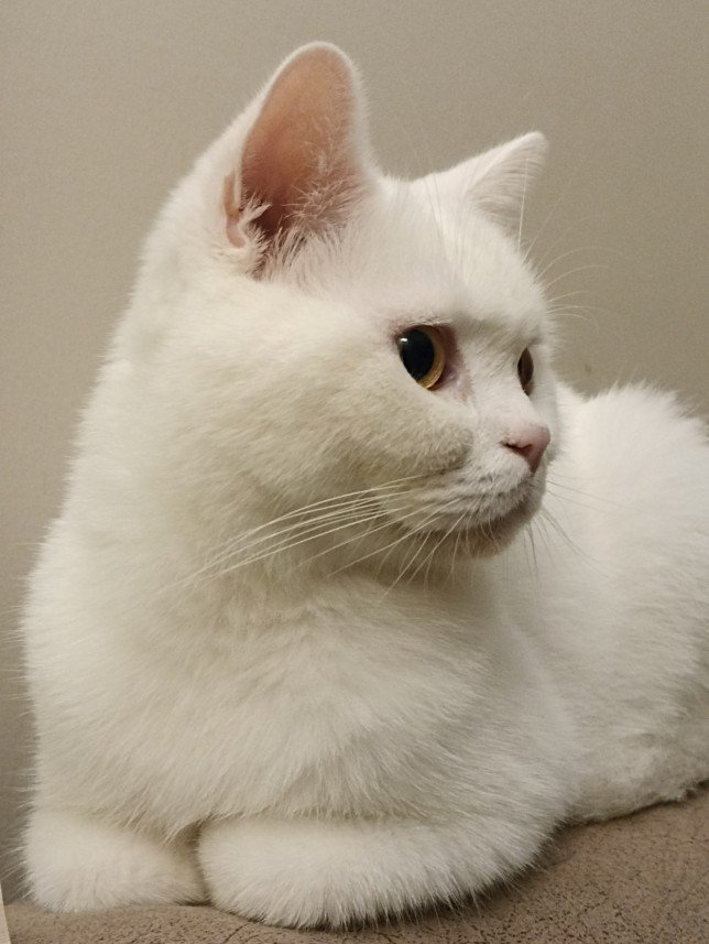 Esra Aktepe Ülgezen