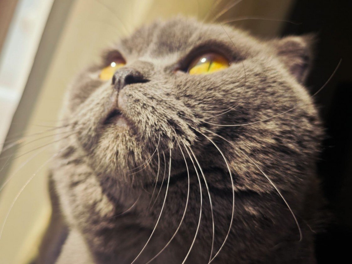 Esra Aktepe Ülgezen