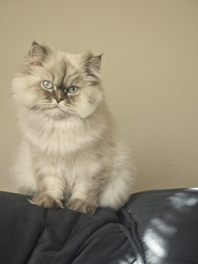 Esra Aktepe Ülgezen