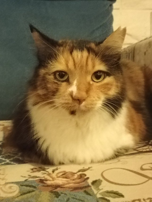 Esra Aktepe Ülgezen