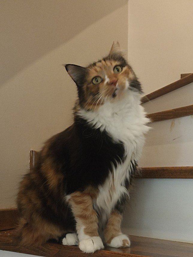 Esra Aktepe Ülgezen