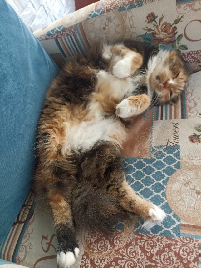 Esra Aktepe Ülgezen