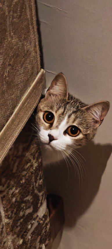 Esra Aktepe Ülgezen