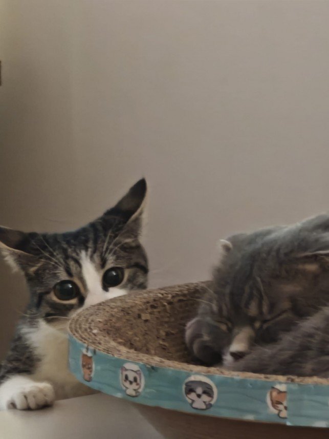 Esra Aktepe Ülgezen