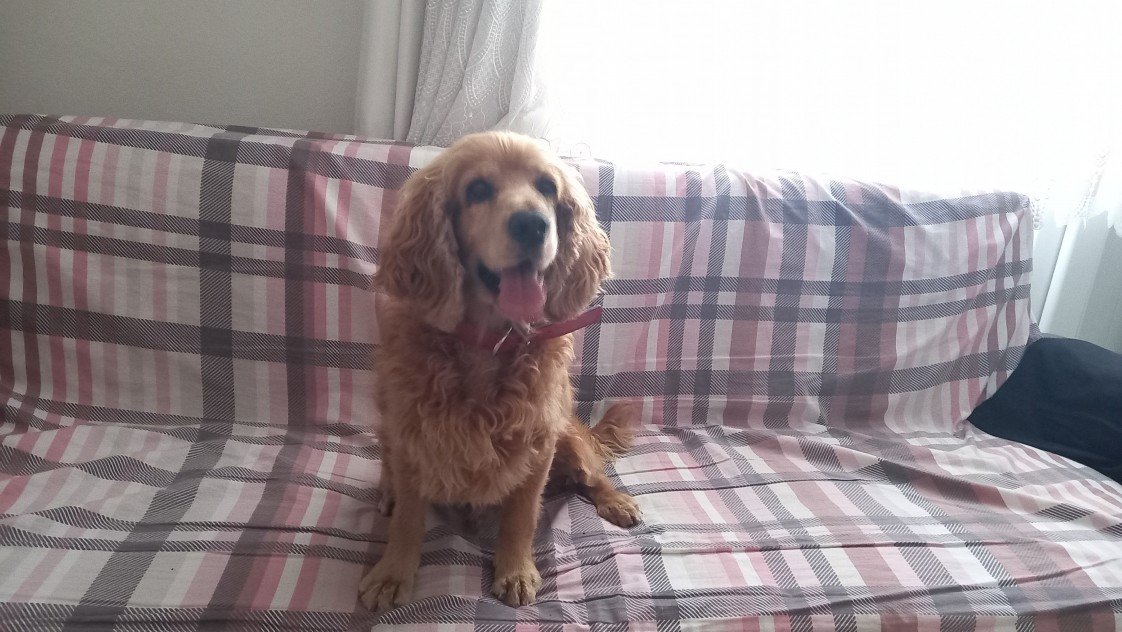 Patili Dostlar Bakımı