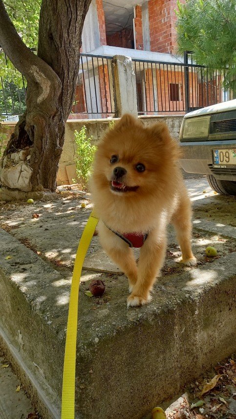 Patili Dostlar Bakımı