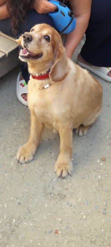 Patili Dostlar Bakımı