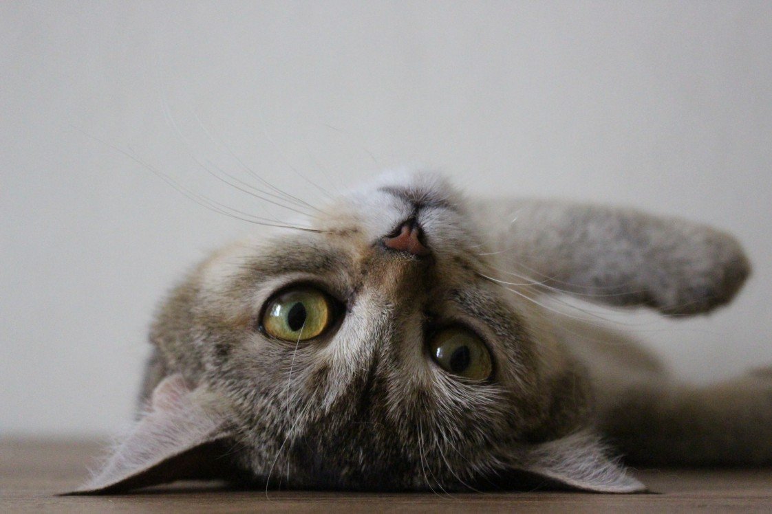 Patili Dostlar Bakımı