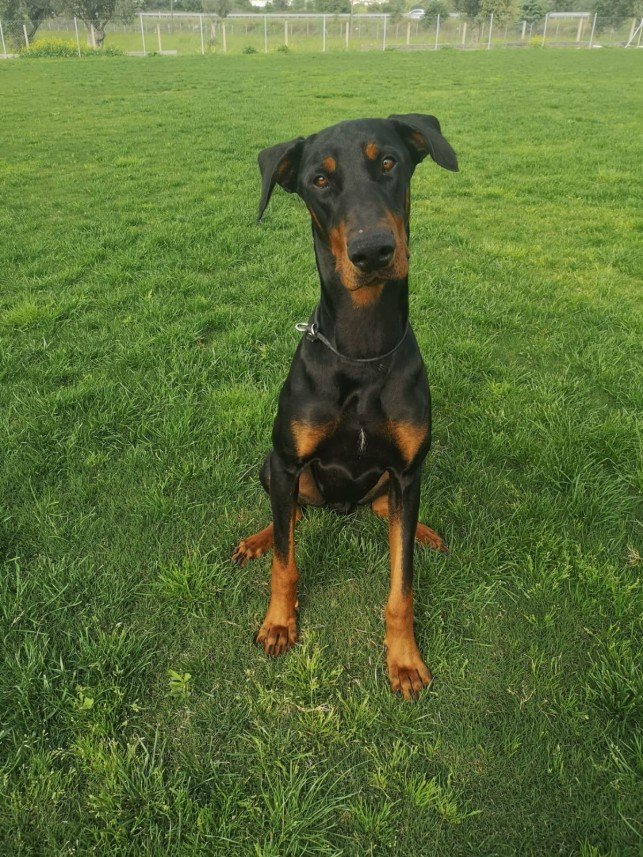 Grande Sole Dog Resort