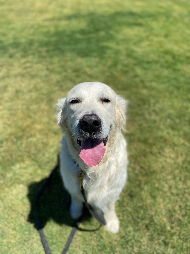 Grande Sole Dog Resort