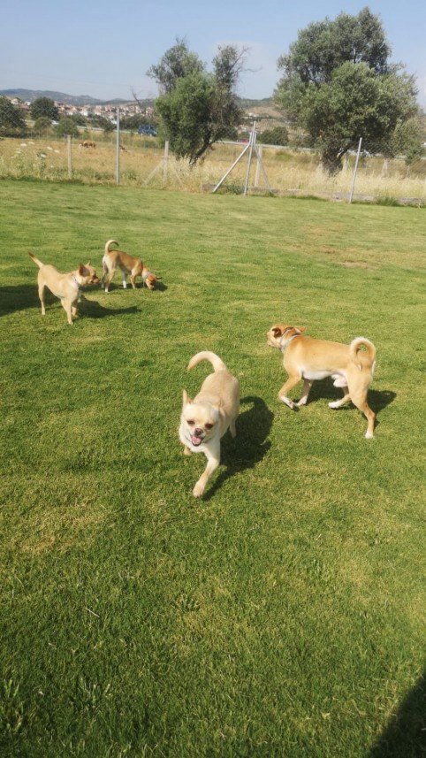 Grande Sole Dog Resort