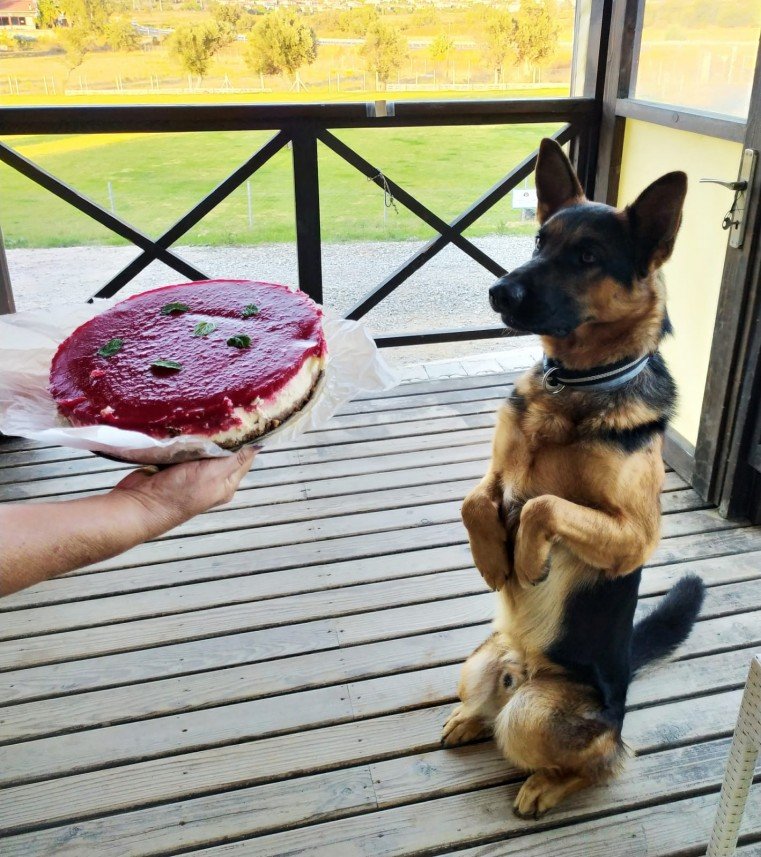 Grande Sole Dog Resort