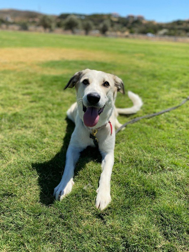 Grande Sole Dog Resort