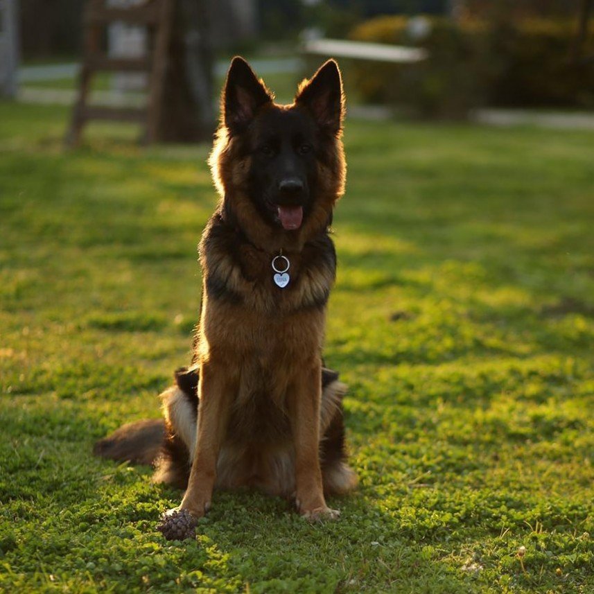 Grande Sole Dog Resort