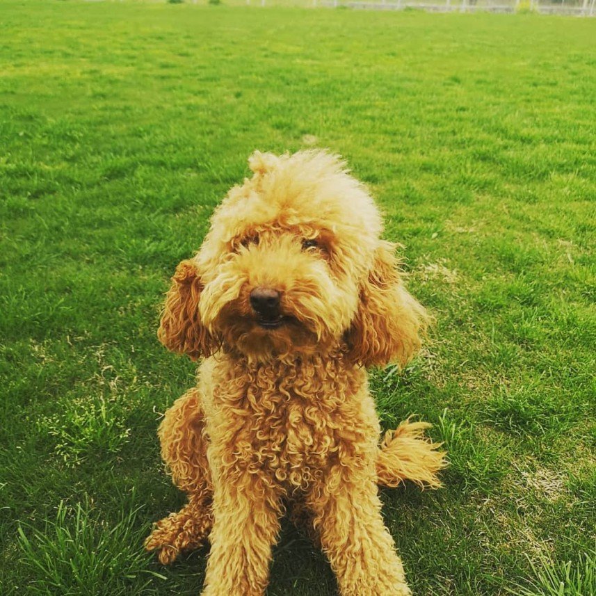 Grande Sole Dog Resort