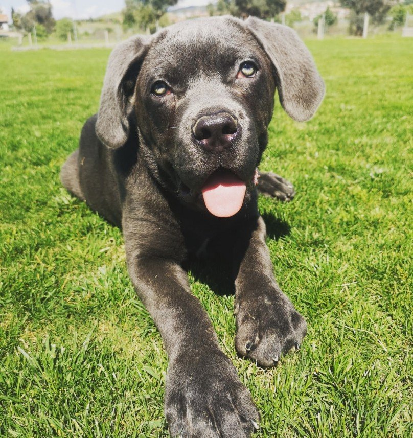 Grande Sole Dog Resort