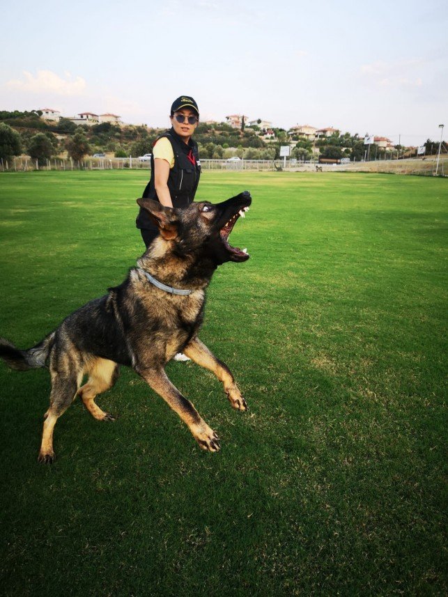 Grande Sole Dog Resort