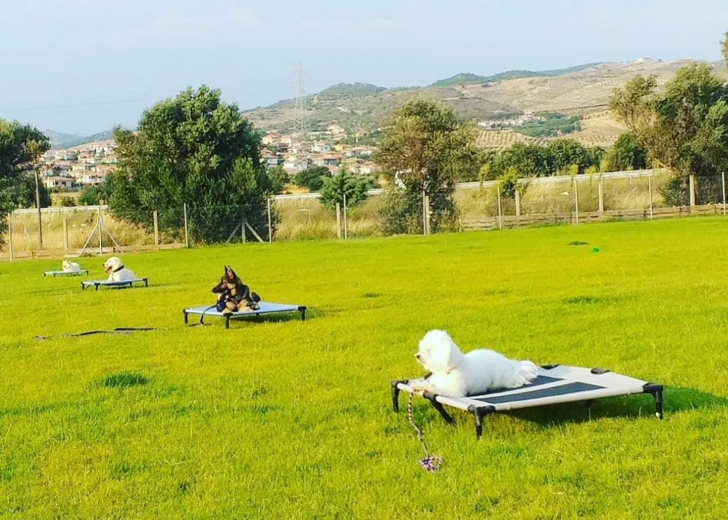 Grande Sole Dog Resort