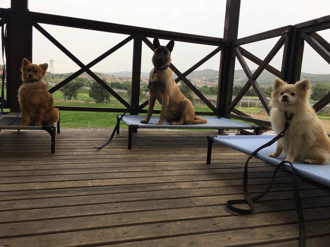 Grande Sole Dog Resort