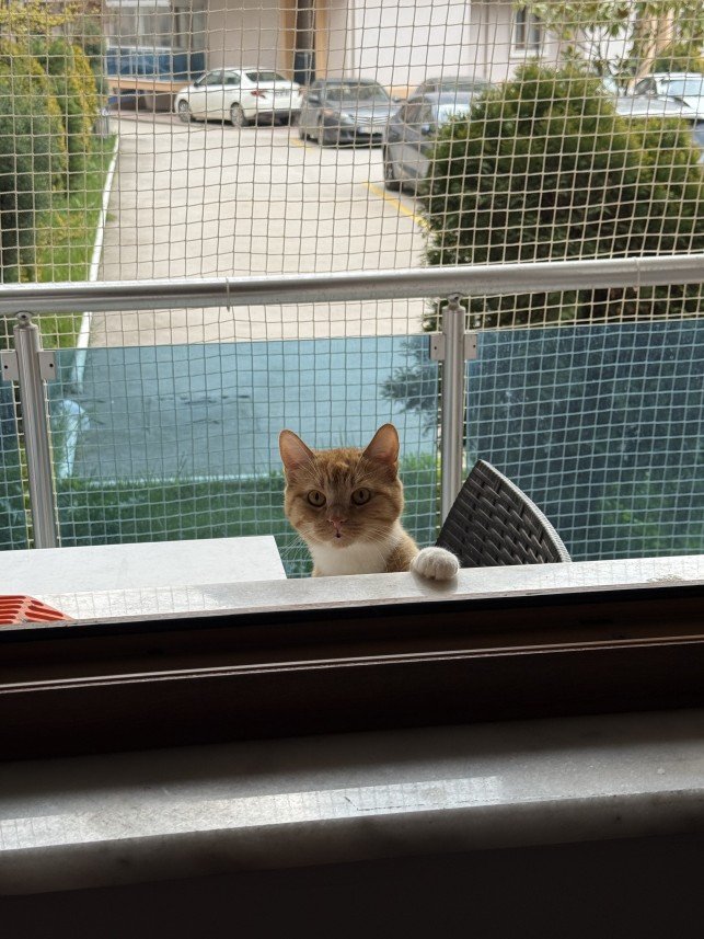 Gül Afacan