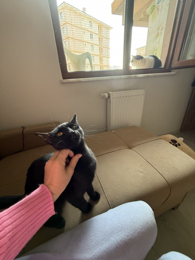 Gül Afacan