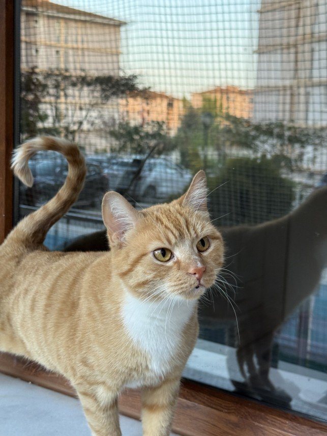 Gül Afacan
