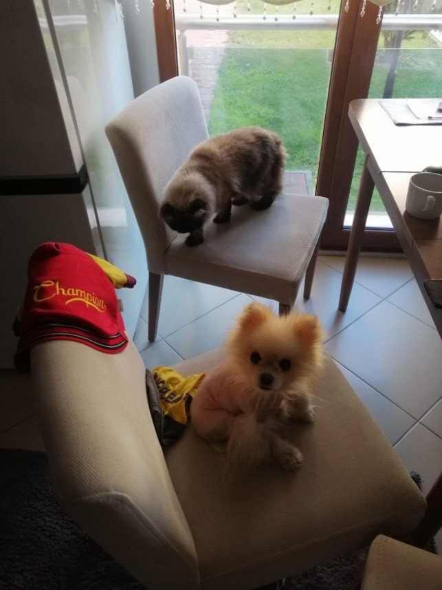 Gül Afacan