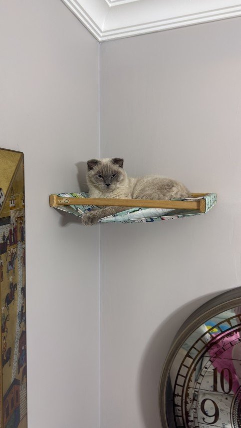 Gül Afacan