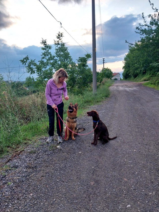 Pozitive Dog Training