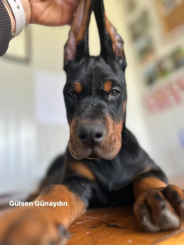 Gülsen Günaydın